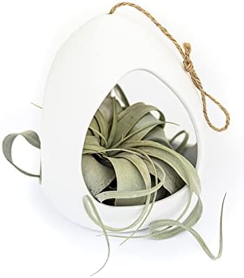 Large White Ceramic Hanging Pod with Two Assorted Air Plants - Live Tillandsia in Plant Holder - Wholesale and Bulk - Home and Garden Decor - Easy Care Indoor and Outdoor Plants South America