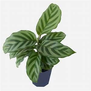 5 Pack Indoor Houseplant Collection - 5 Live Plants in 4 Inch Pots - Grower's Choice Based on Health, Beauty and Availability - Florist Quality Easy to Grow Air Purifying Indoor Plants