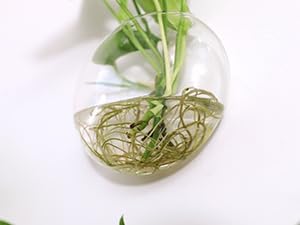 Kingbuy Wall Hanging Glass Planter Propagation Station - 6 Pack Oblate Globe Wall-Mounted Vases for Indoor Hydroponic Air Plants Bathroom Living Room Office Decor Gift for Women, Mom, Plants Lovers