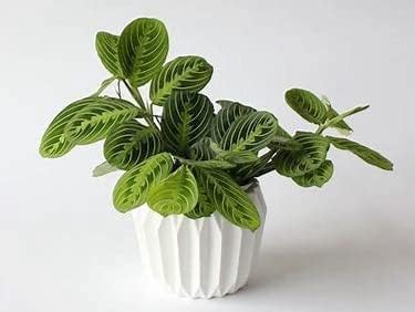 Live Plant, Lemon Lime Maranta Prayer Plant, Pet Friendly, Air Purifying Plant, Easy Care, Easy to Grow Live Indoor Plant, Houseplant, Rare Indoor Plant, Home Décor 4 inch White Pot