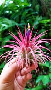 Rainforest Grown 10 Pack Assorted Air Plants - Live Tillandsia - Easy Care House Plants -