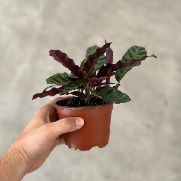 Rattlesnake Calathea Plant in 2" Pot - Live Rattlesnake Plant - Pet Safe Air Purifying Indoor Outdoor House Plants Flowers for Home Office Wedding Decor & Birthday Gift (Small)(Heat Pack Included)