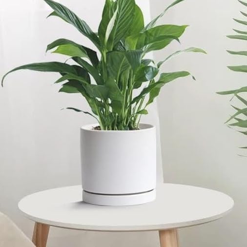 Yukfona Ceramic Plant Saucer 8 inch White, Planter Water Drip Trays for Indoor Plants, Thick Durable Sturdy Flower Pot Saucers for Glazing Pots Base, Sizes 4-12 inch