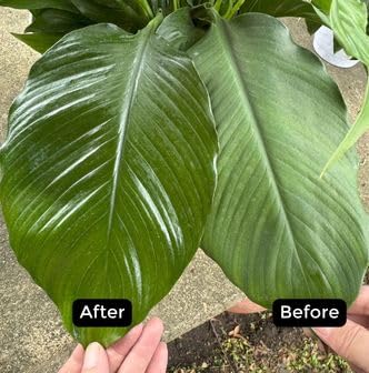 Environmental Plant Management ECO Shine | Oil-Free Leaf Shine Spray for Houseplants & Indoor Plants | Spray & Walk Away Glossy Finish | for Live & Artificial Plants
