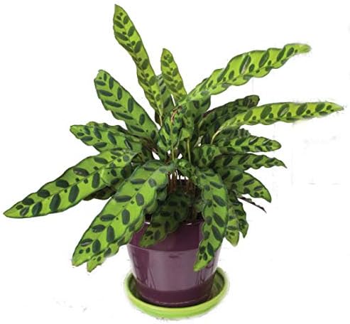 Rattlesnake Live Plant Calathea lancifolia Easy House Plant 4" Pot Indoor - USA_Mall
