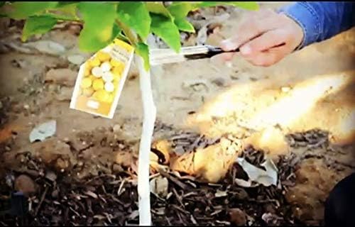 IV Organic 3-in-1 Plant Guard, 1 Pint (White)