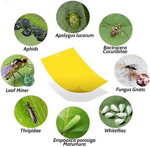 HGSLWFT 5 Count Sticky White Fly Trap (Pack of 5)