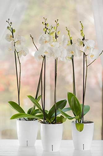 Santino 5.5 Inch ORCHIDEA Self Watering Pots for Orchids in Lilac - Decorative Wicking Planter with w/ Great Aerification, Drainage and Water Level Indicator