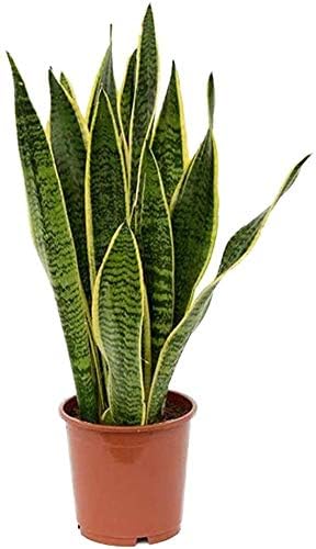 American Plant Exchange Snake Plant – Medium 5-Inch Pot Yellow Sansevieria Trifasciata, Drought-Tolerant, Air-Purifying Live Houseplant for Home, Office, or Outdoor Patio Garden Décor