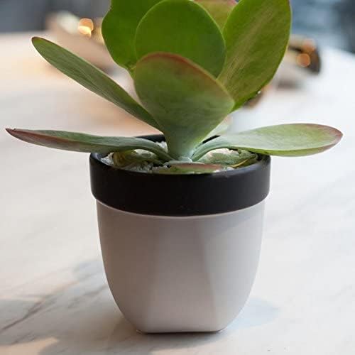Hosley Set of 2 Grower Versa Pot Black 5" Dia x 4.75" H Ideal Gift for Floral Arrangements Wedding Party Home Decor Office Spa Settings O9