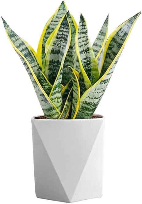 Live Snake Plant Indoor Houseplant, 8-10 Inch Sansevieria in Planter, Air Purifying Easy Care Succulent, Low Light Plant for Desk, Office, Bedroom & Tiny Spaces, Perfect Beginner Friendly Gift