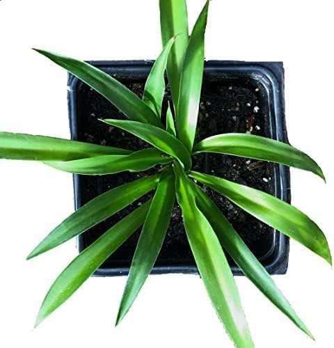 Spider Plant Green ~ Solid Green Spider Plant ~ Low Maintenance Spider Plant for Home and Office ~ air Purifier