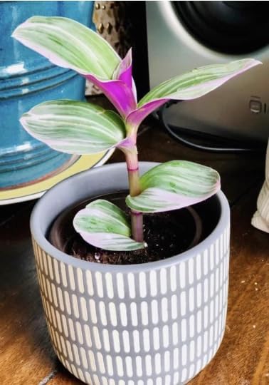 PLANTVERS Tradescantia Nanouk Lilac in a Nursery Pot | Pink Wandering Jew | Easy Care Hardy Indoor Houseplant | Low Light Air Purifier Plant (Single Plant)