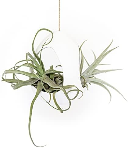 Large White Ceramic Hanging Pod with Xerographica Air Plant - Live Tillandsia in Plant Holder - Wholesale and Bulk - Home and Garden Decor - Easy Care Indoor and Outdoor Plants