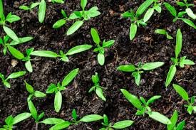 Organic Seedling Fertilizer 1 Gal, CDFA Organic Registered. Plant Care Fertilizer for Vegetable Gardens Like Tomato, Cucumber, Beans, Carrots and All Other Plants