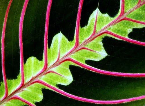 Hirt's Red Prayer Plant - 2 Pack - Maranta - House Plant - 3" Pots