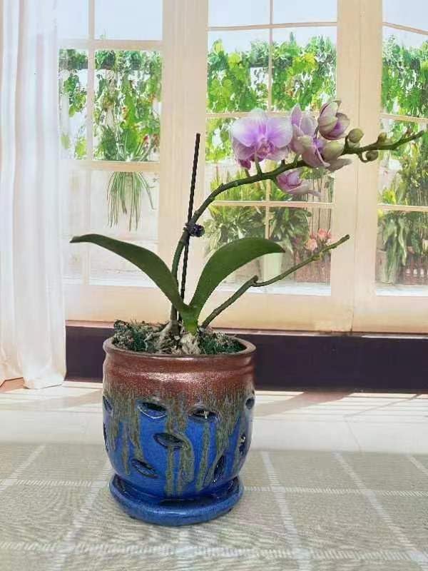 Large 6inch Ceramic Orchid pots with Holes, Flower Pot with Saucer for Indoor Plants Home Decorative, Round Planter (Blue+Golden Brown)