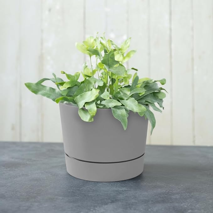 Root & Vessel Majestic Mid-Century Modern Low Profile Cylinder Pot, Matte Gray, 10.5"