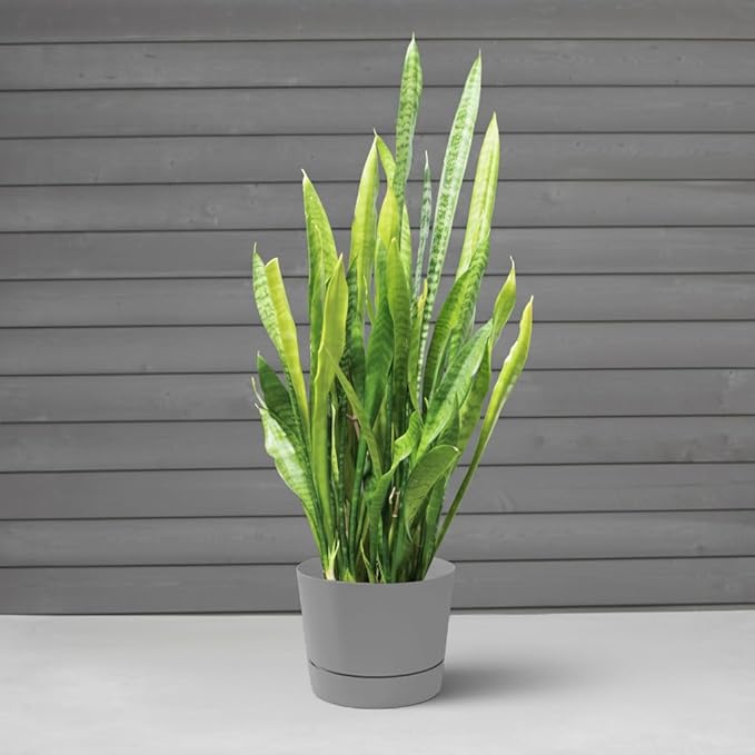 Root & Vessel Majestic Mid-Century Modern Low Profile Cylinder Pot, Matte Gray, 8.5"