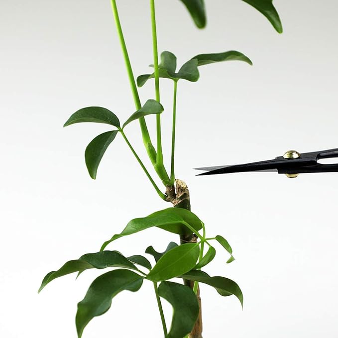 Hanafubuki Wazakura Bonsai Scissors Made in Japan 7inch(180mm), Japanese Bonsai Garden Tools, Hasami Pruning Shears - Traditional
