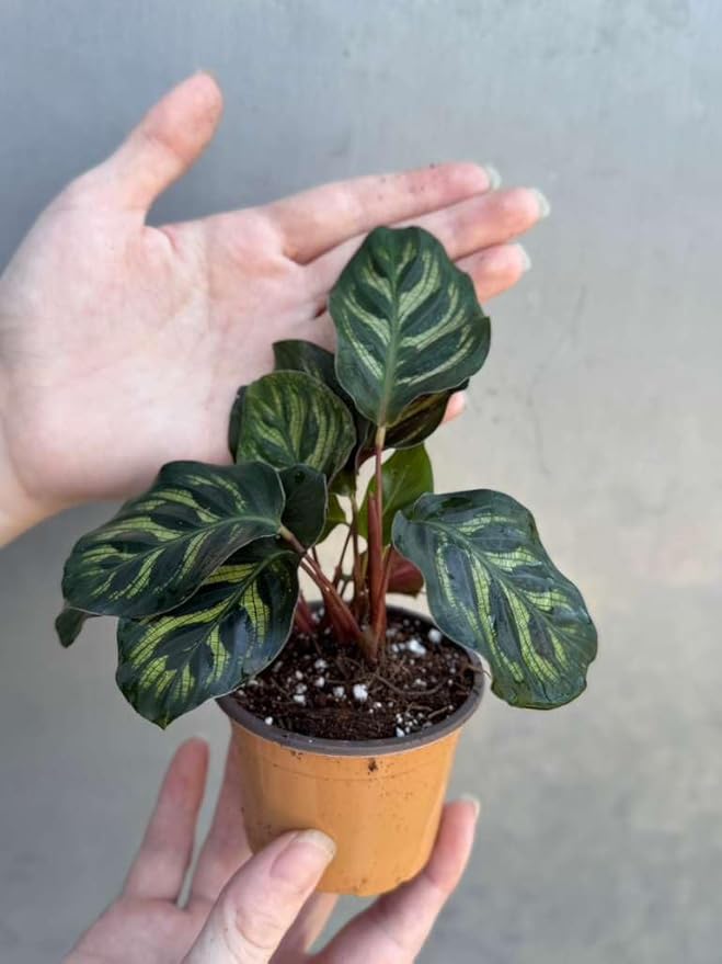 PLANTVERS Live Calathea Plant in 2" Grow Pot – Easy Care & Low Maintenance Tropical Houseplant – Air Purifying Indoor Plant for Low Light & Home Décor (Calathea Makoyana)