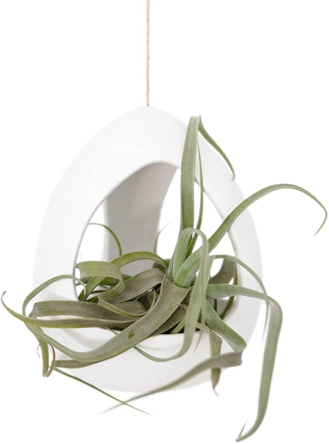 Large White Ceramic Hanging Pod with Xerographica Air Plant - Live Tillandsia in Plant Holder - Wholesale and Bulk - Home and Garden Decor - Easy Care Indoor and Outdoor Plants