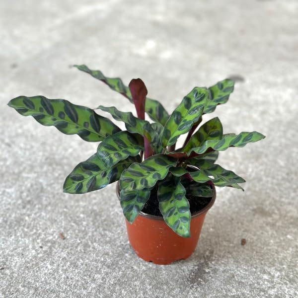 Rattlesnake Calathea Plant in 2" Pot - Live Rattlesnake Plant - Pet Safe Air Purifying Indoor Outdoor House Plants Flowers for Home Office Wedding Decor & Birthday Gift (Small)(Heat Pack Included)