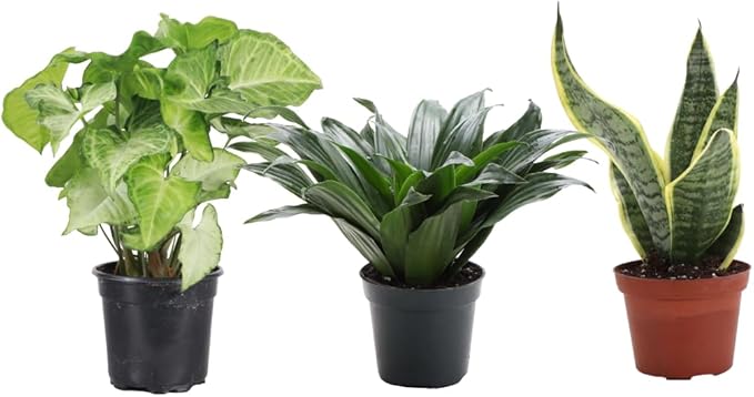 Thorsen's Greenhouse Live Low Light Houseplants (3 Pack), Easy to Grow Indoor Plants, Grower's Choice Bundle, 4-inch Diameter Established Plants, Nursery Pot (3-Pack)