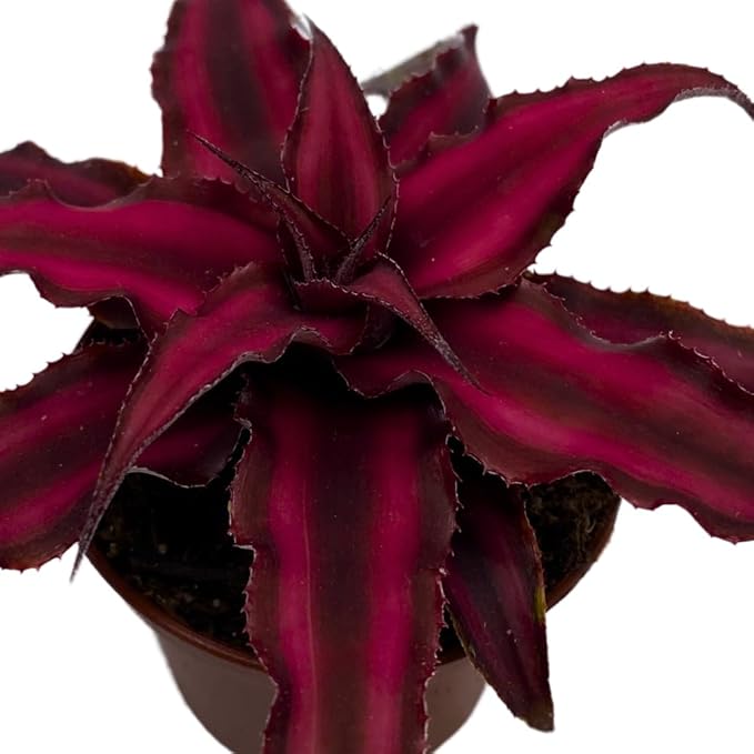 BubbleBlooms Cryptanthus Bivittatus in a 2 inch Pot Earth Star Bromeliad, Tiny Mini Pixie Plant, Dark Red