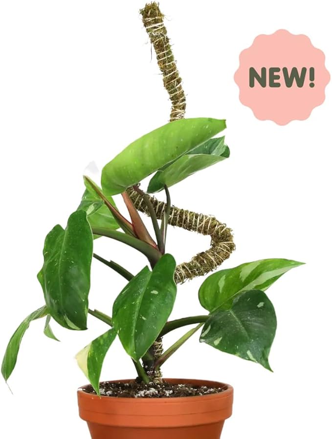 Mossify 16" Thin Bendable Moss Poles – 3-Pack | Flexible Plant Support Stakes for Climbing Plants, Vines, Monstera & Pothos | Natural Coconut Fiber Moss Stick for Indoor & Outdoor Use