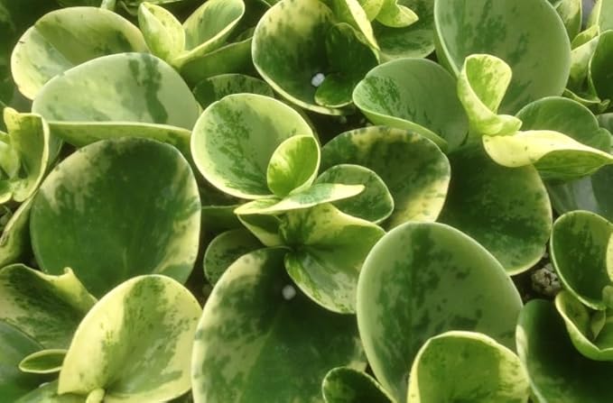 Marble Peperomia, Live Plant in 3" Grower Pot, Easy Care, Houseplant, Peperomia