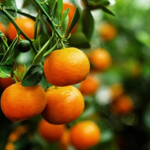 30+ Bonsai Orange Tree Seeds Dwarf Heirloom Bearing Bonsai Tree Fruit Garden