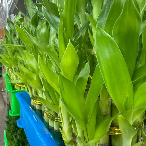 Live Two Tier Lucky Bamboo Plant - Bundle of 15 Stalks - Easy to Grow, Air Purifying, Live Indoor Houseplants Flowers for Home Office Wedding Decor & Giftable (Without Pot) (Heat Pack Included)