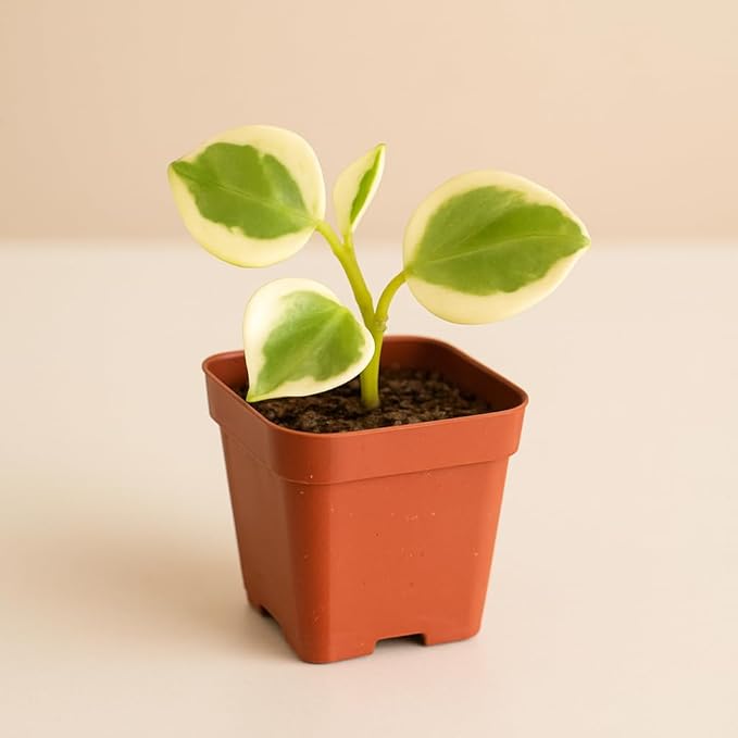 Cupid Peperomia (Peperomia scandens 'variegata) – Live Plant in 2 Inch Pot - Compact, Easy-Care Houseplant with Trailing Charm
