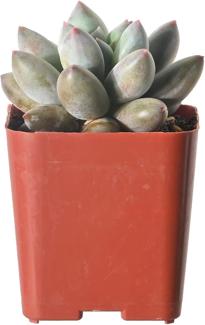 Sprout N Green xPachyveria 'Angel's Finger' in 2 inch Starter Pot, Rare Live Succulent Plant Fully Rooted in Planter, Home Office Indoor Outdoor Wedding Decoration DIY Projects Party Favor