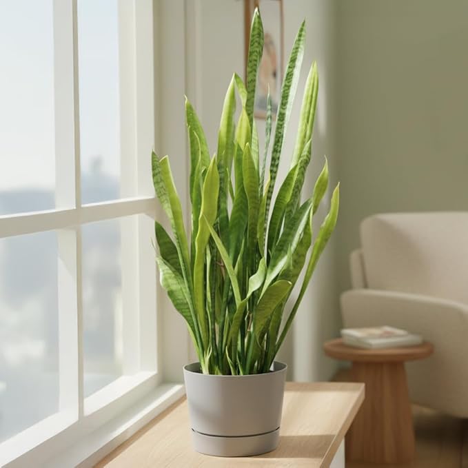 Root & Vessel Majestic Mid-Century Modern Low Profile Cylinder Pot, Matte Gray, 12.5"
