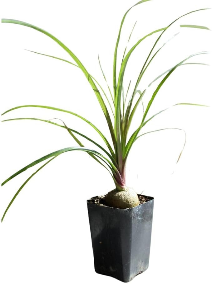 Ponytail Palm (Beaucarnea Recurvata) Live Indoor House Plant in 2-Inch Pot – Low Maintenance, Air-Purifying Plant (1)