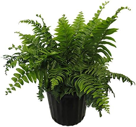 American Plant Exchange Macho Fern 'Giant Sword' – 10-Inch Pot – Live Air Purifying Tropical Fern, Easy Care Foliage Plant for Home, Office, Garden, or Landscape Decor