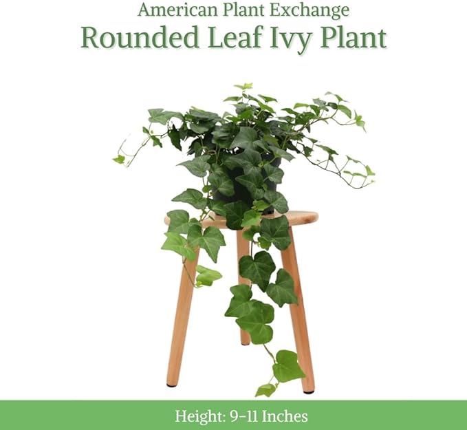 American Plant Exchange English Ivy – Live 6-Inch Potted Trailing Vine, Low-Maintenance Air-Purifying Houseplant for Hanging Baskets, Shelves & Indoor Home or Office Décor