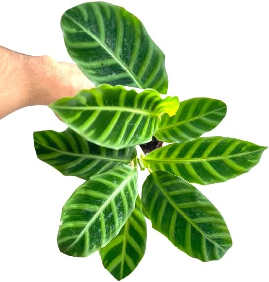Calathea Zebrina Live Plant in 4" Pot - Calathea Plants Live - Pet Safe Easy to Grow Air Purifying Indoor House Plants Flowers for Home Office Wedding Decor & Birthday Gift(Heat Pack Included)