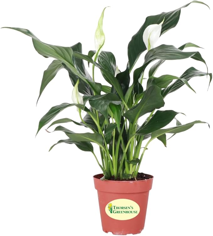 Thorsen's Greenhouse Live Peace Lily Plant, Spathyphylum, Low Light, Natural Air Purifier Live Indoor Plant, 4" Diameter Pot (Growers Pot, 4-inch Pot)