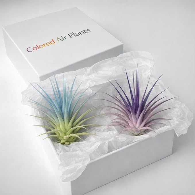 Live Colored Air Plants 2 Pack - Vibrant Color Enhanced Tillandsia, Easy Care Indoor Outdoor Houseplant, Home Decor, Terrariums & Gifts