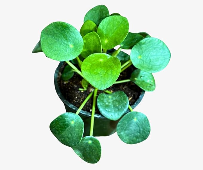 PLANTVERS Chinese Money Plant in a 4" Grow Pot – Pilea Peperomioides – Coin-Shaped Green Leaves Plant – Easy-Care Houseplant for Low Light – Low Maintenance Indoor Plant