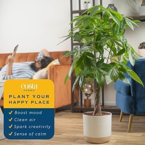 Costa Farms Live Money Tree (Pachira Aquatica), 3-4 Feet Tall, Large Indoor Plant with Braided Trunk, Easy Care Floor Plant in 10-Inch Plant Pot, Pet Friendly Housewarming Gift & Office Decor