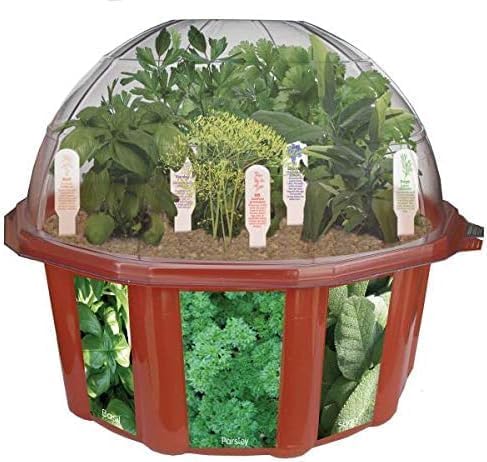Herb Indoor Kitchen Window Garden Terrarium Starter Kit - Grow Your Own Basil, Oregano, Rosemary Sage, Cilantro, & Parsley - Includes Soil, Seeds & Complete Supplies - Unique Indoor House Plants