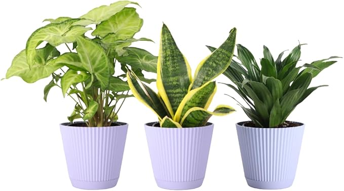Thorsen's Greenhouse Live Low Light Houseplants (3 Pack), Easy to Grow Indoor Plants, Grower's Choice Bundle, 4-inch Diameter Established Plants, Decorative Lavender Ruffled Pot (3-Pack)