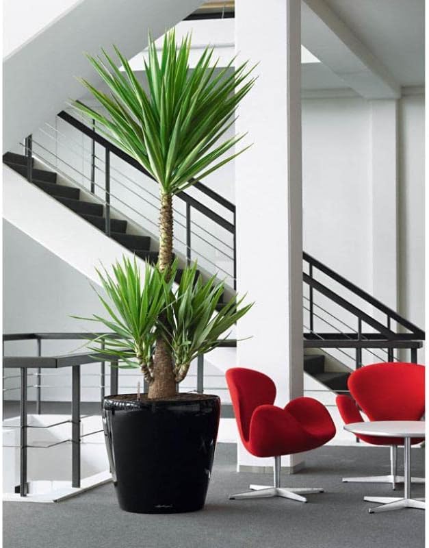 Lechuza Classico LS 43 Black High Gloss, Self-Watering Round Planter, D16.9 H15.7 in