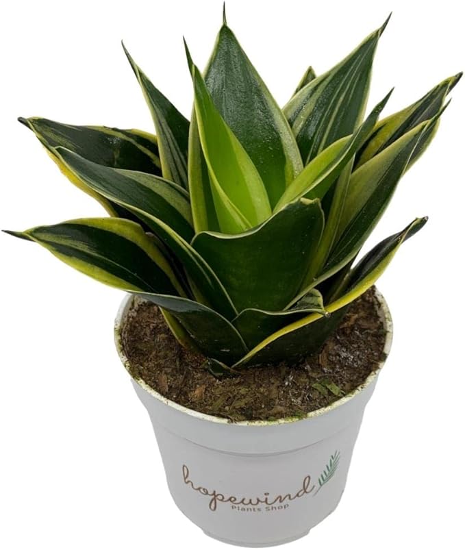 Live Plant, Snake Plant, Indoor Plant, Sansevieria, Air Purifying, Easy Care, 4 inch Pot by Hopewind Plants Shop (Black Star (Black Gold))