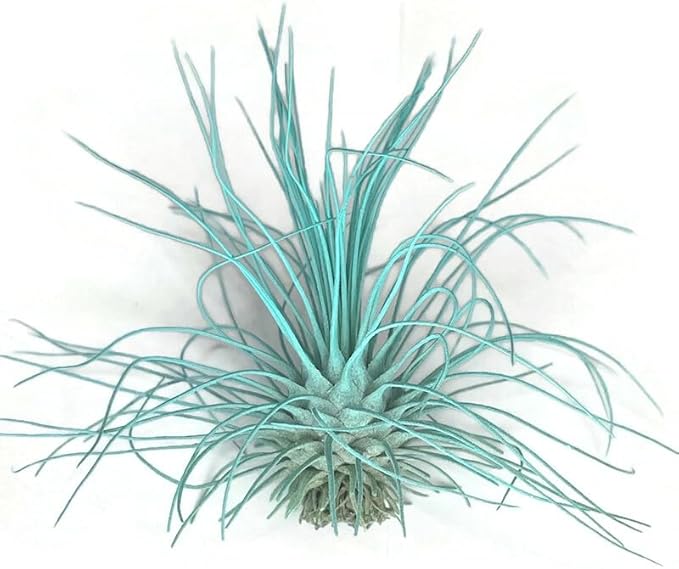Thin Colored Air Plant, Live Tillandsia House Plant, Easy Care Indoor Outdoor, Great Gift, Healthy Arrival Guaranteed, (Jade)