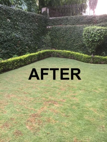 Growers Trust Nematode Control Non-Toxic, Biodegradable - Natural Nematode -Treatment ( Solution Makes 1 Gallon RTU )